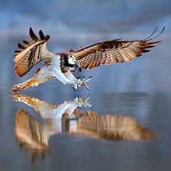 A eagle flying over water. Links to Gifts of Life Insurance